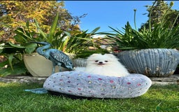 Pomeranian dogs for sale: White and Orange Pomeranian Boys in London - Image 6