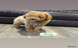Cavapoo dogs for sale: Adorable Cavapoos ready for their new families 🐾 - Image 7