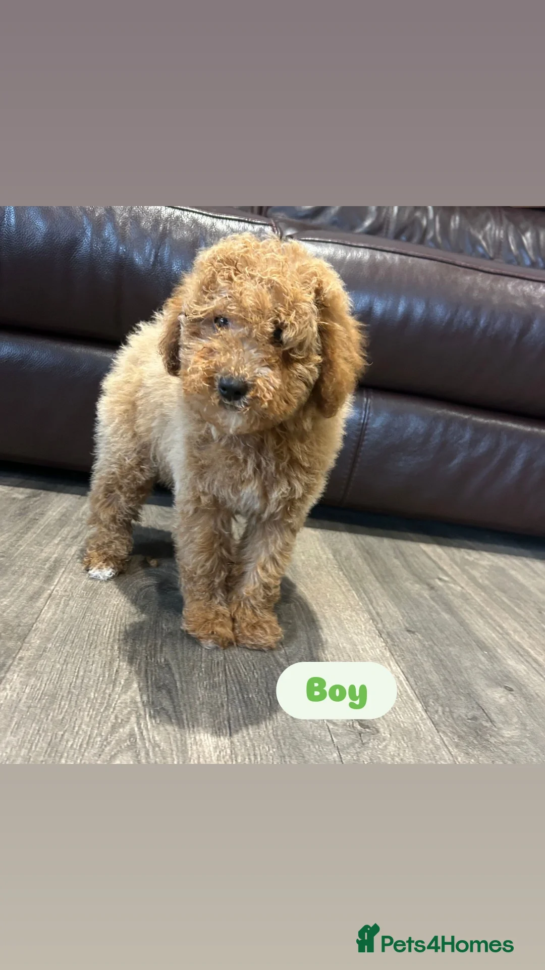 Cavapoo dogs for sale: Adorable Cavapoos ready for their new families 🐾 - Image 7