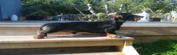 Miniature Dachshund dogs for sale: Miniature Wire Haired Dachshunds  - Advert 10