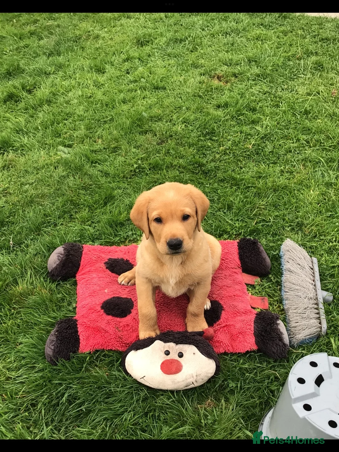 Labrador Retriever dogs for sale: Rkc reg, dna health test, hip and elbow score,  in Dulverton - Advert 1