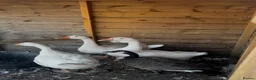 Geese poultry for sale: Geese - Advert 4