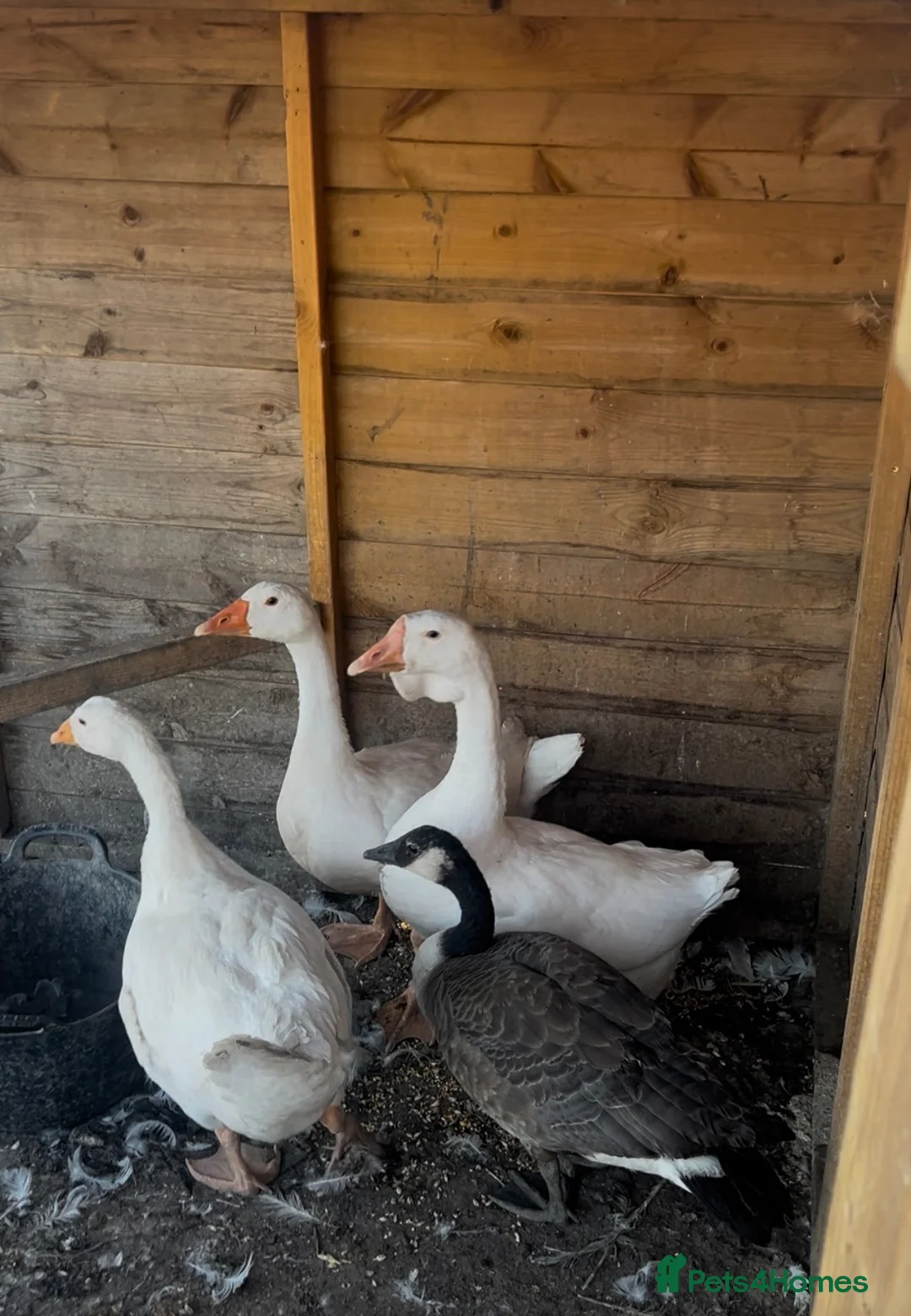 Geese poultry for sale: Geese - Advert 4