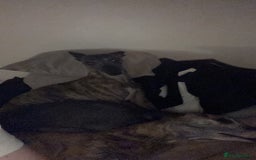 Whippet dogs for sale: Whippet pups  - Image 25