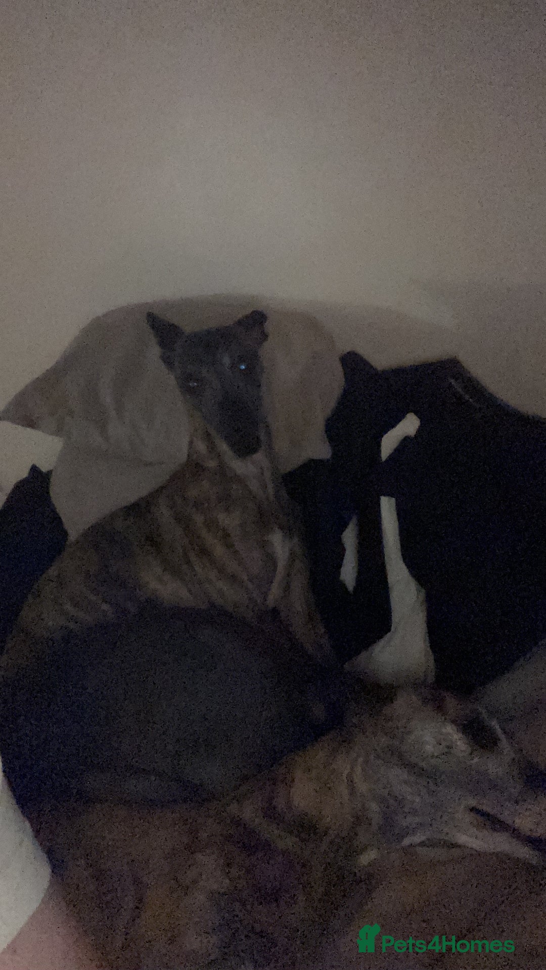 Whippet dogs for sale: Whippet pups  - Image 25