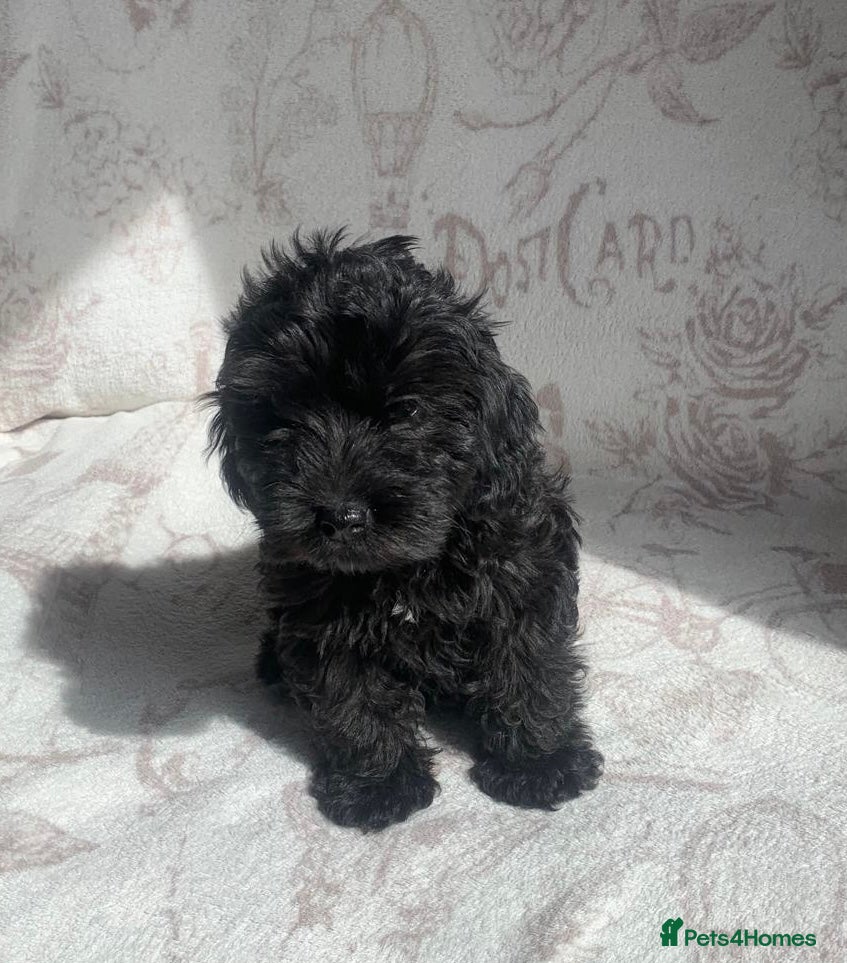 Cockapoo dogs Gorgeous mixed litter of cockapoo puppies  - Advert 2