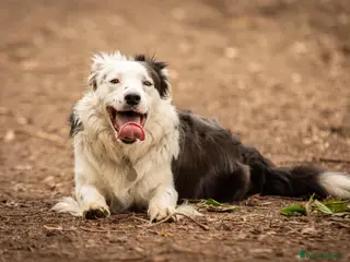 Border Collie dogs PROVEN Seal Welsh Border Collie **AT STUD** - Advert 5