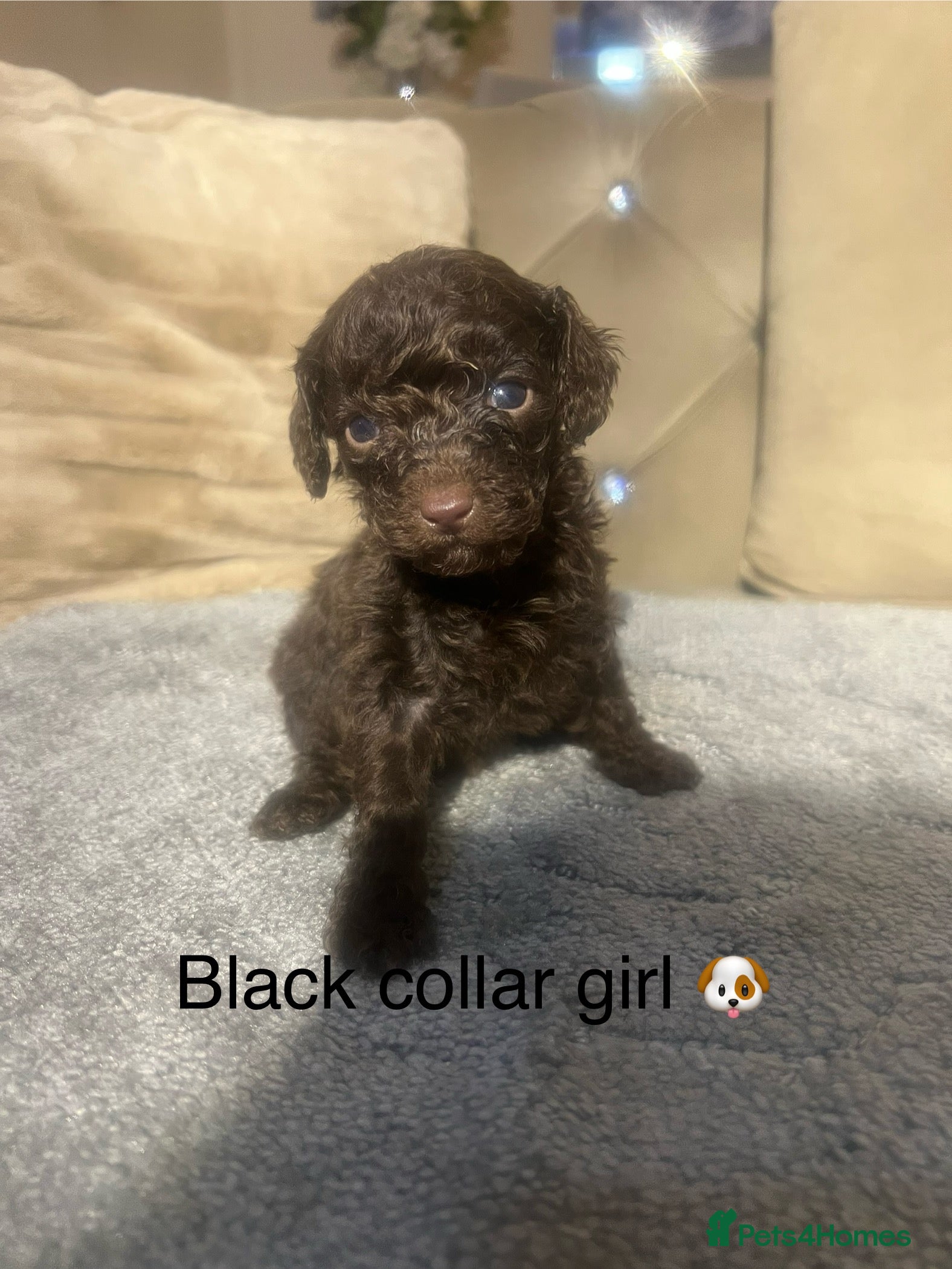 Cavapoo dogs Miniature cavapoos 🥰 - Advert 5