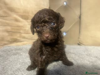 Cavapoo dogs Miniature cavapoos 🥰 - Advert 5