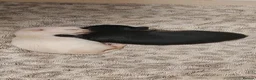 Chihuahua dogs for sale: 2x Chihuahua puppies  - Advert 8