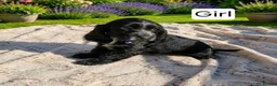 Cocker Spaniel dogs for sale: Beautiful Show Cocker Spaniel Puppies  - Advert 15