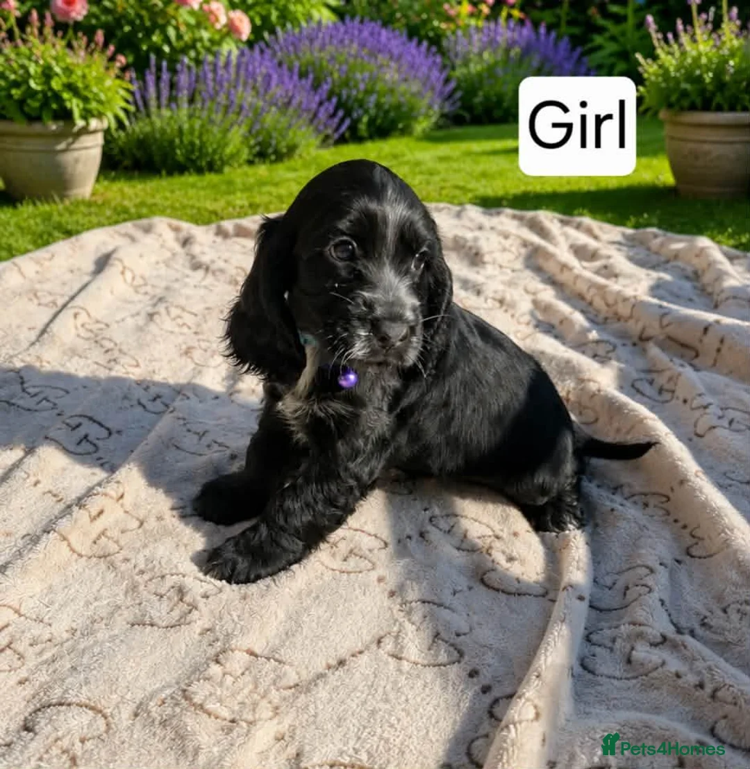 Cocker Spaniel dogs for sale: Beautiful Show Cocker Spaniel Puppies  - Advert 15