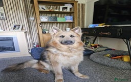 German Shepherd dogs for sale: German shepherd  - Advert 7