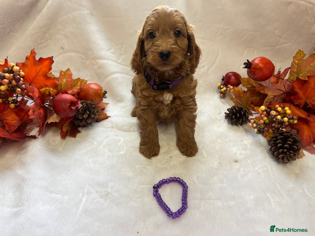 Cockapoo dogs for sale: F1 Cockapoos from health tested parents  - Image 11