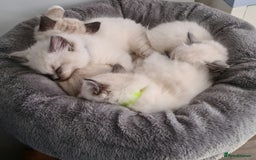 Ragdoll cats for sale: Ragdoll Kittens purebred  - Image 6