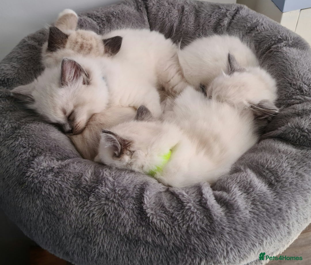 Ragdoll cats for sale: Ragdoll Kittens purebred  - Image 6