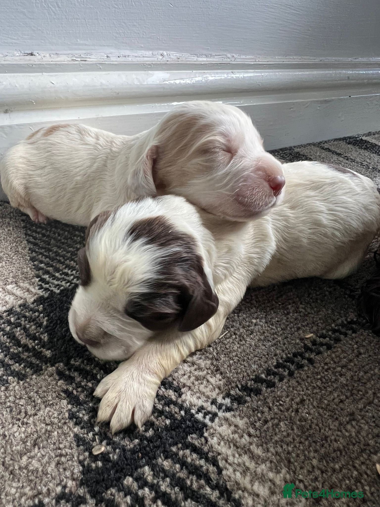 Sprocker dogs 🐾 Beautiful F2 Sprocker Spaniel Puppies 🐾 - Advert 1