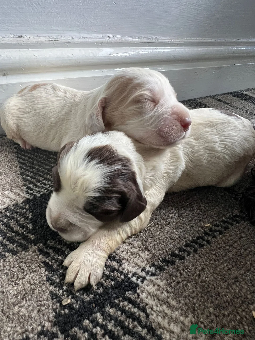 Sprocker dogs for sale: 🐾 Beautiful F2 Sprocker Spaniel Puppies 🐾 in Doncaster - Advert 1