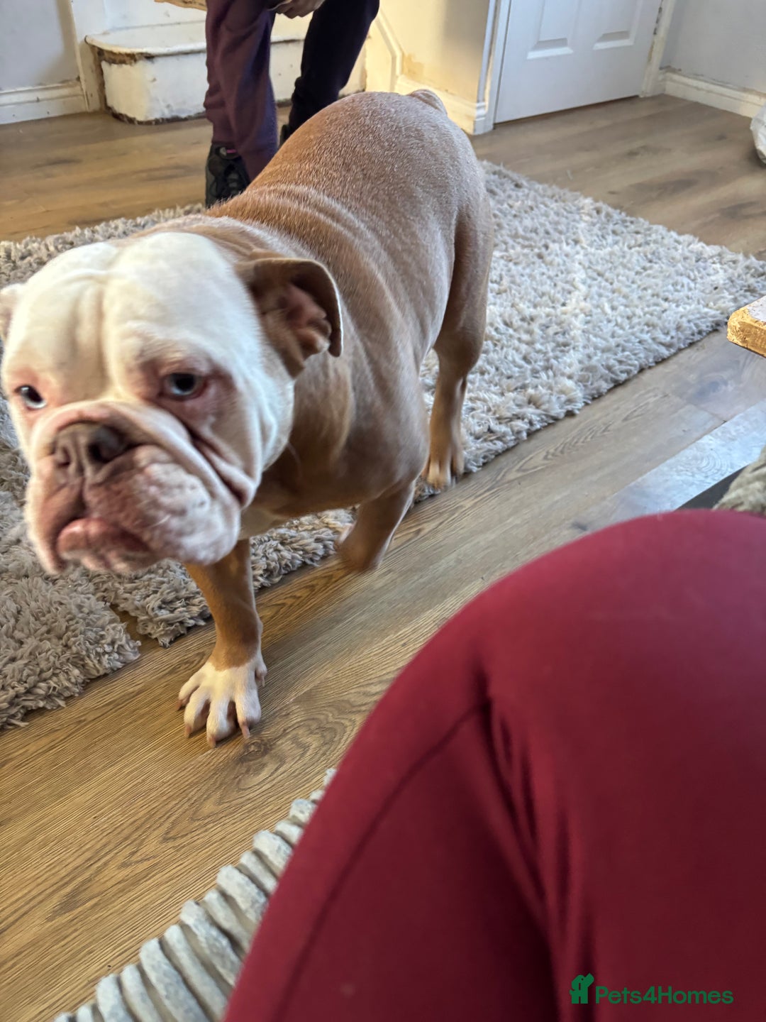 English Bulldog dogs for sale: English bulldog  - Advert 1