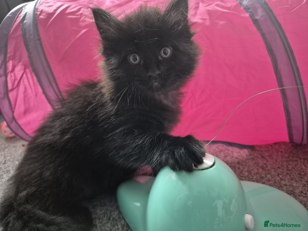 Maine Coon cats for sale: Stunning litter of maine coon kittens  - Advert 25