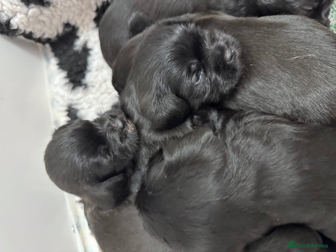 Mixed Breed dogs for sale: Schweenies  - Advert 9