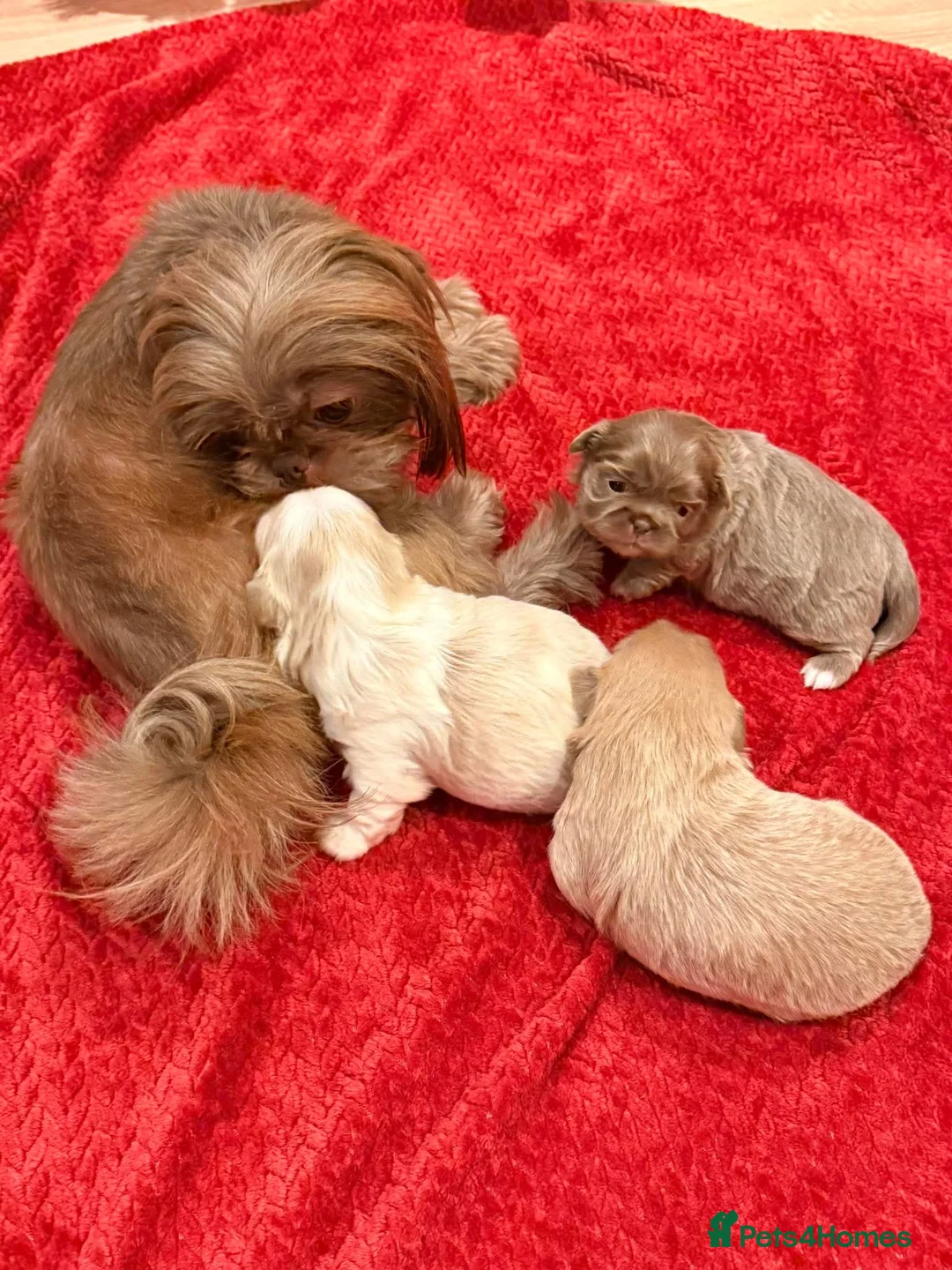 Shih Tzu dogs for stud: Stunning Lavender Dobie Shih Tzu in Motherwell - Advert 18