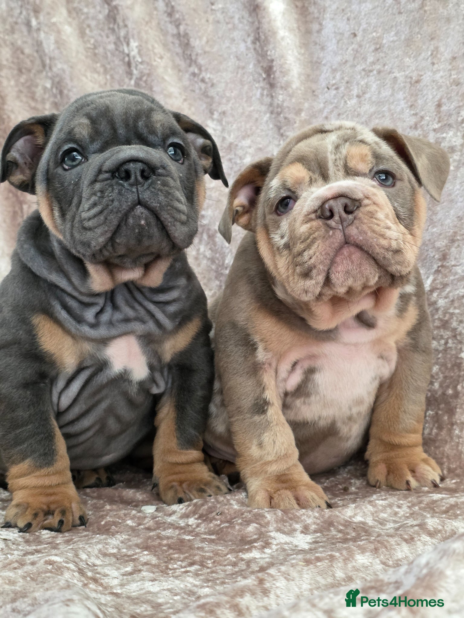 English Bulldog dogs British bulldog pups ready now  - Advert 1