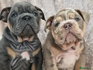 English Bulldog dogs British bulldog pups ready now - Advert 1