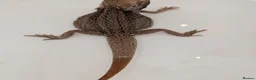 Bearded Dragon reptiles for sale: Trans Genetic Stripe Dunner Male - Advert 2