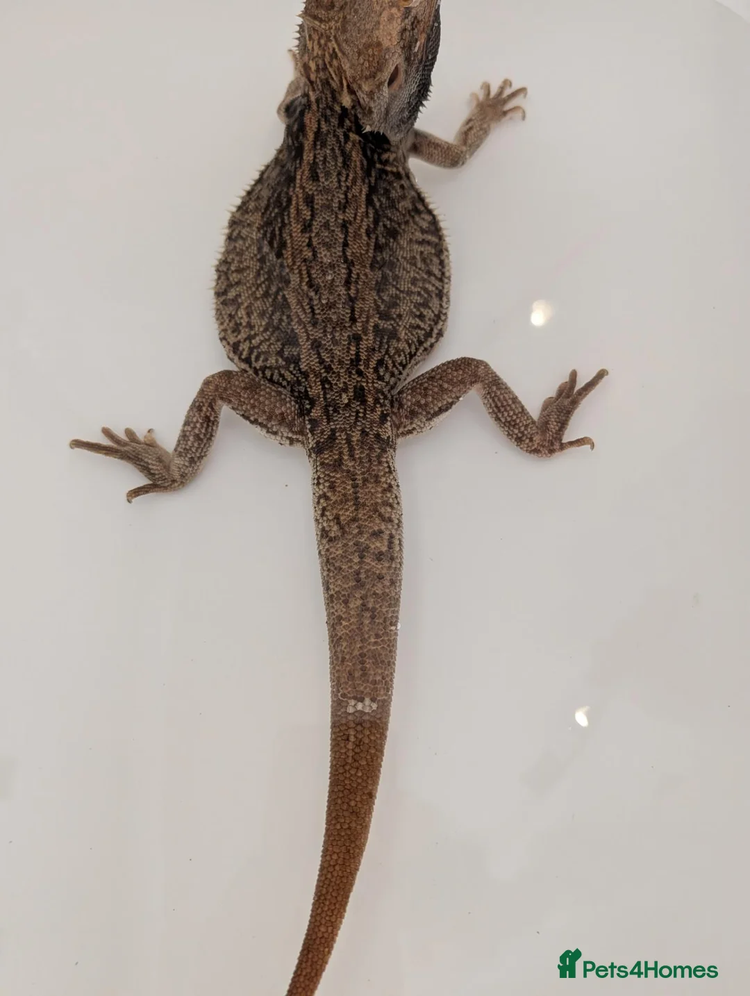 Bearded Dragon reptiles for sale: Trans Genetic Stripe Dunner Male - Advert 2