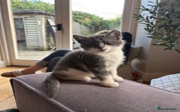 Ragdoll cats for sale: Beautiful Half Ragdoll Kittens - Image 17