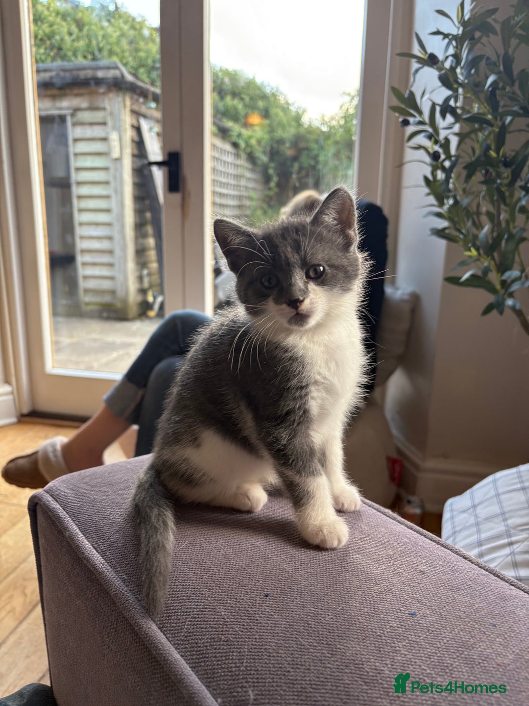 Ragdoll cats for sale: Beautiful Half Ragdoll Kittens - Image 17