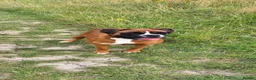 Boxer dogs for sale: KC registered Boxer Girl in Chesterfield - Advert 3