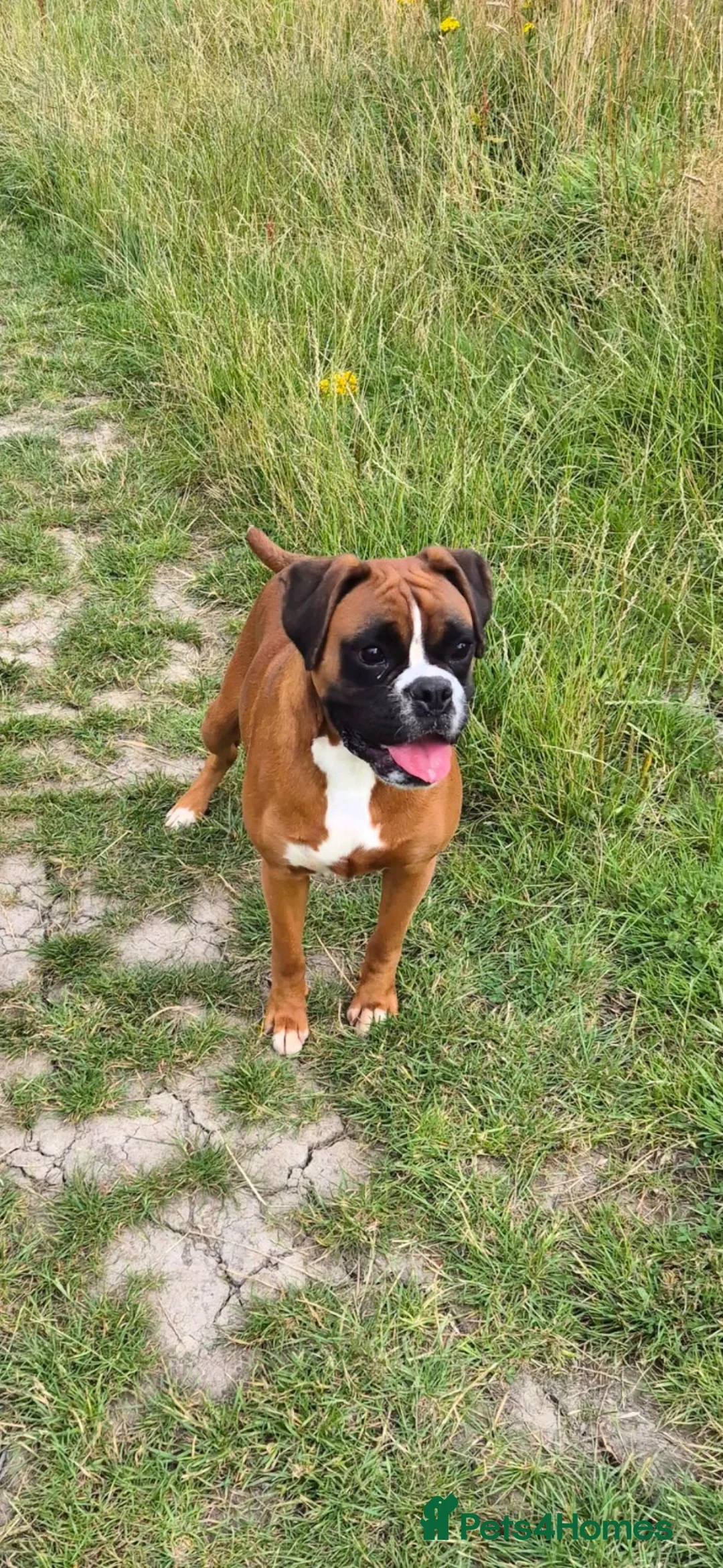 Boxer dogs for sale: KC registered Boxer Girl in Chesterfield - Advert 3
