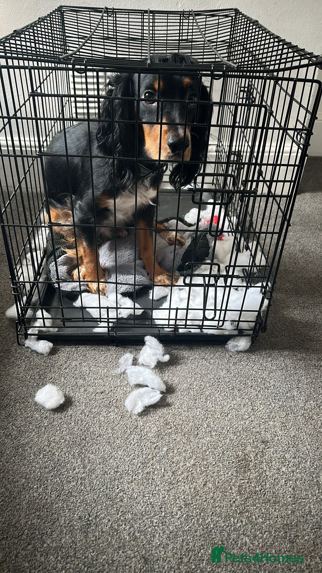 Cocker Spaniel dogs for sale: Loving crazy Cocker Spaniel - Advert 4