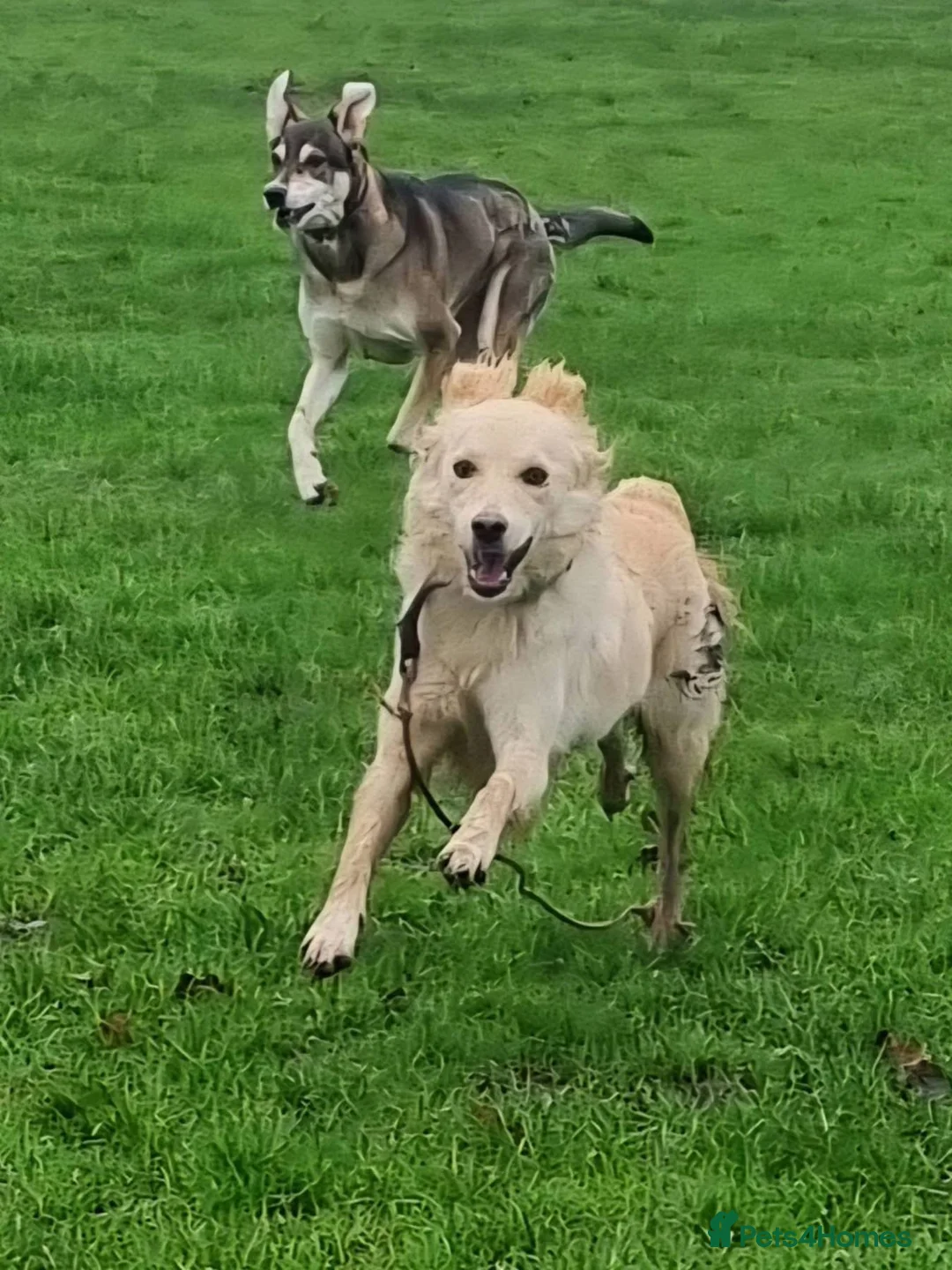 Mixed Breed dogs for adoption: Molly - Norwich Norfolk  - Advert 14