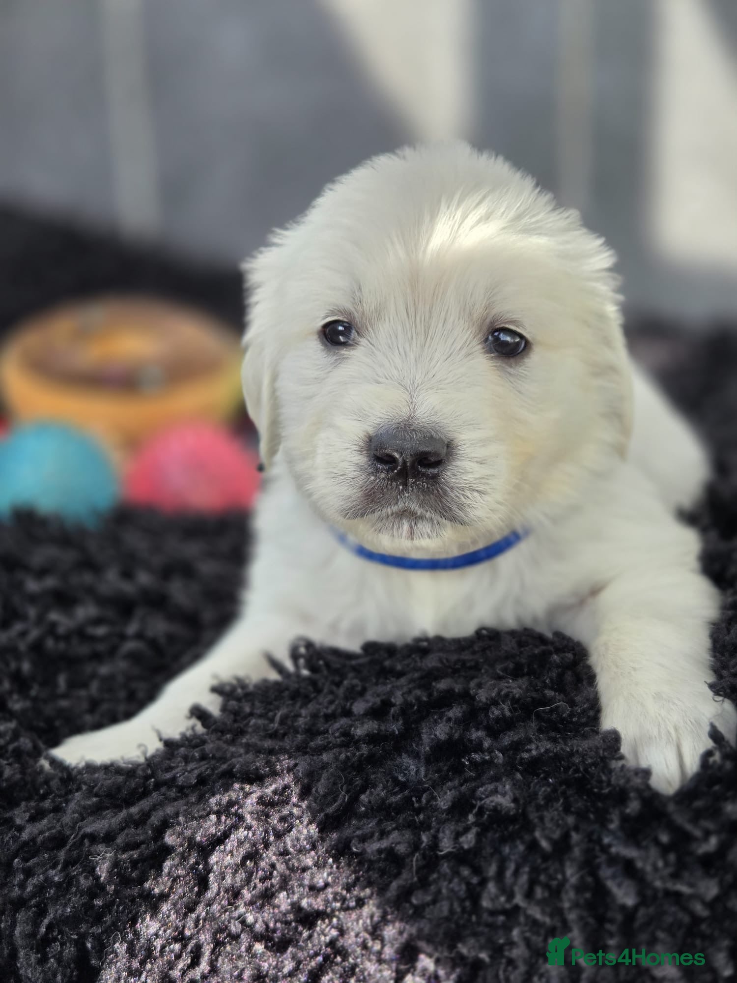 Golden Retriever dogs Beautiful golden retriever pups  - Advert 2