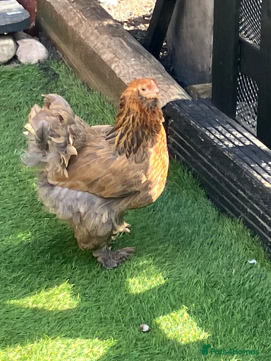 Chickens poultry for sale: Pekin bantam hens - Advert 2
