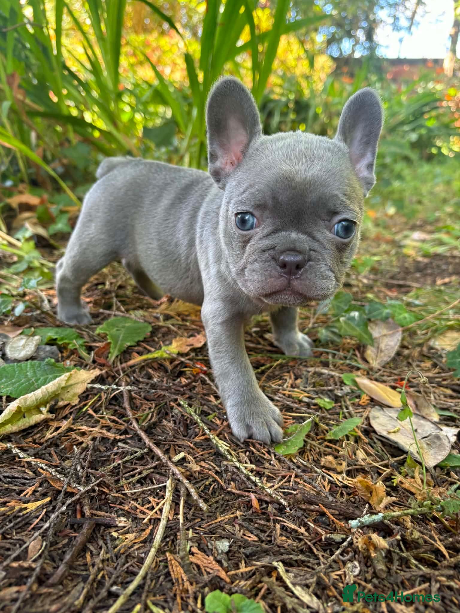 French Bulldog dogs French Fur Babies - Advert 1
