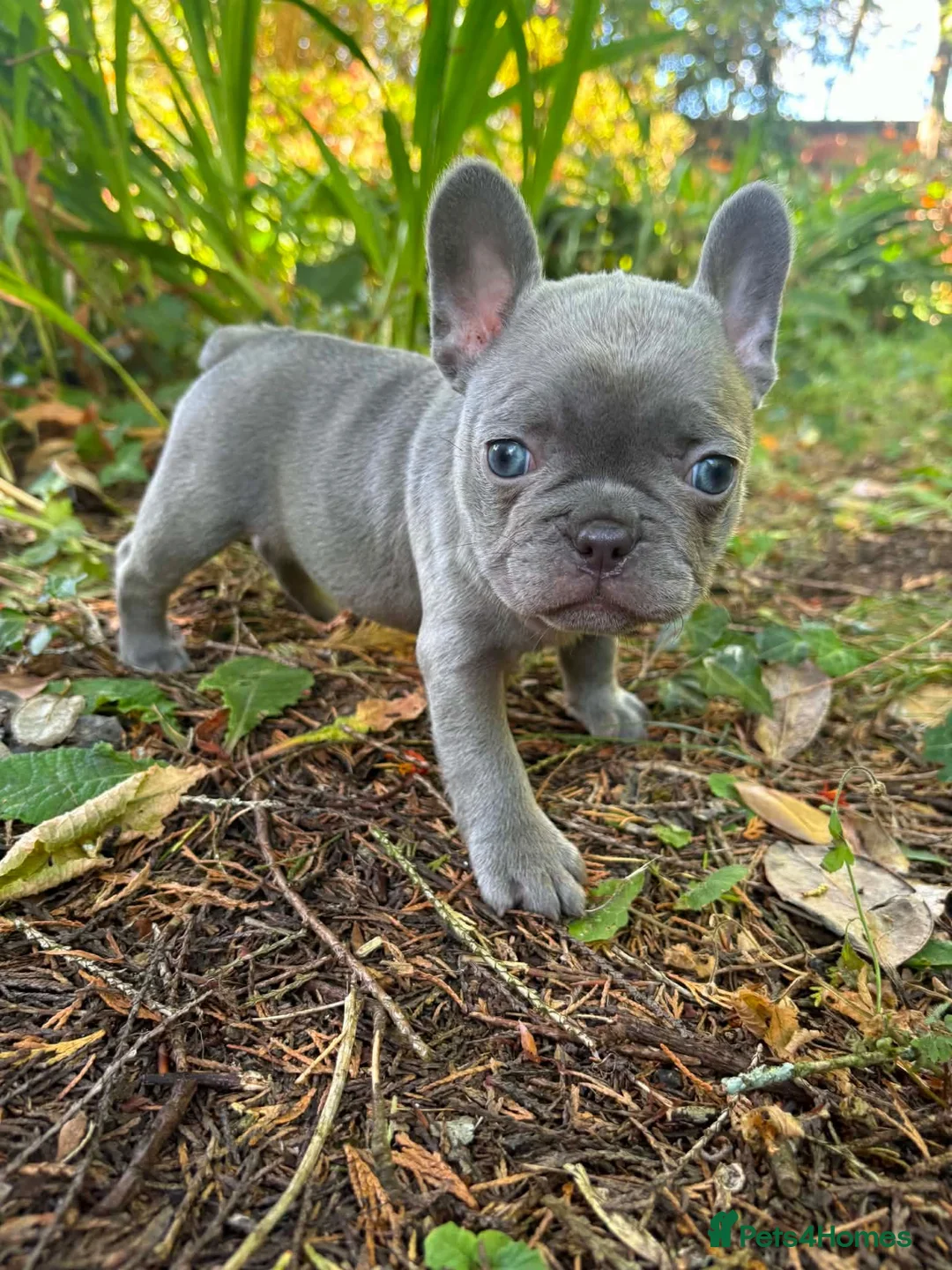 French Bulldog dogs for sale: French Fur Babies in Liskeard - Advert 1