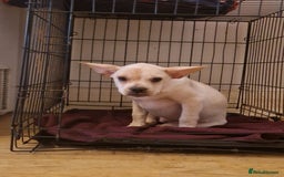 Mixed Breed dogs for sale: Frenchie x Labrador Puppies 17 weeks ready to go - Image 25