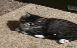 Mixed Breed cats for sale: Playful kittens for sale - Image 6