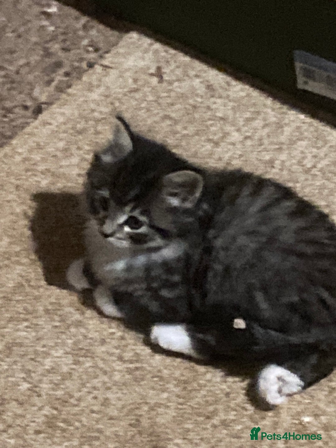 Mixed Breed cats for sale: Playful kittens for sale - Image 6