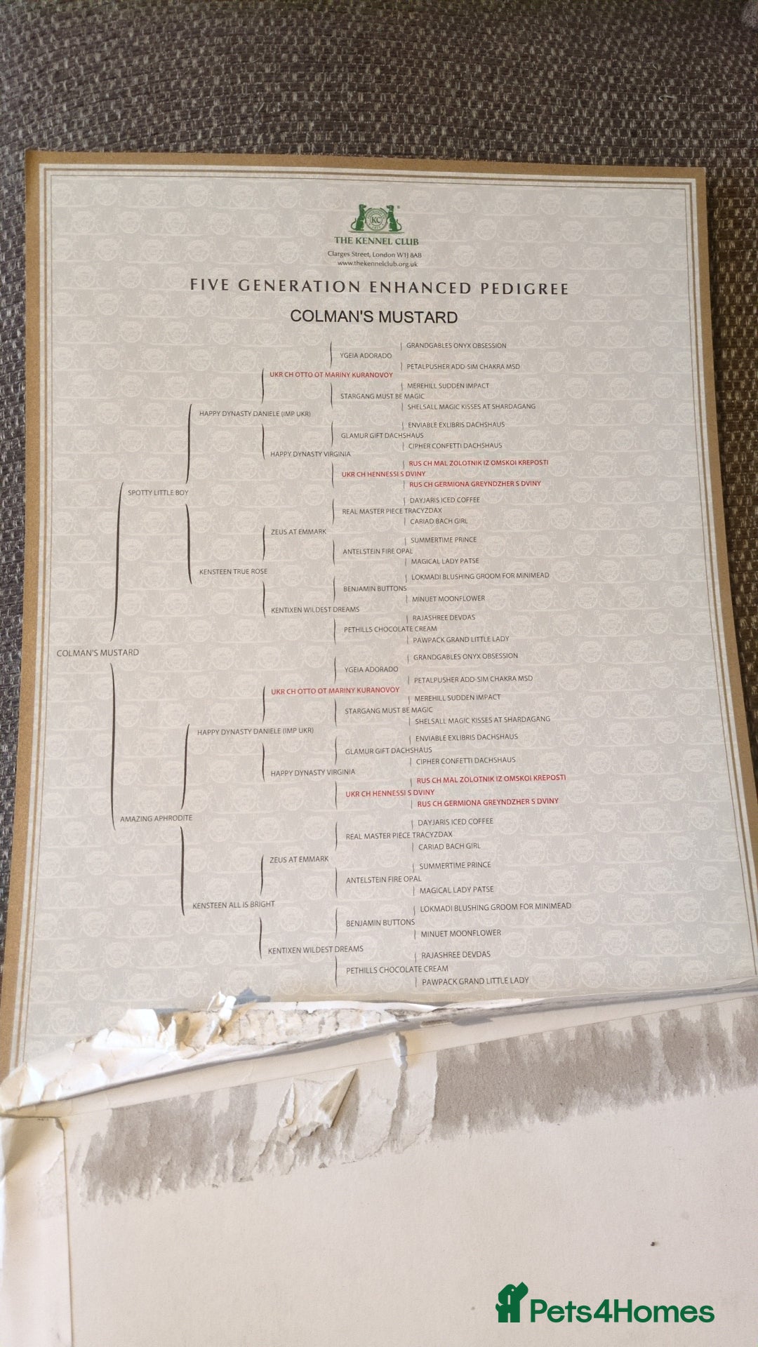 Miniature Dachshund dogs for sale: Our beautiful paddy - Advert 3