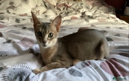 Abyssinian cats for sale: Beautiful Blue male Abyssinian kitten - Advert 2