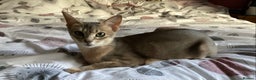 Abyssinian cats for sale: Beautiful Blue male Abyssinian kitten - Advert 2