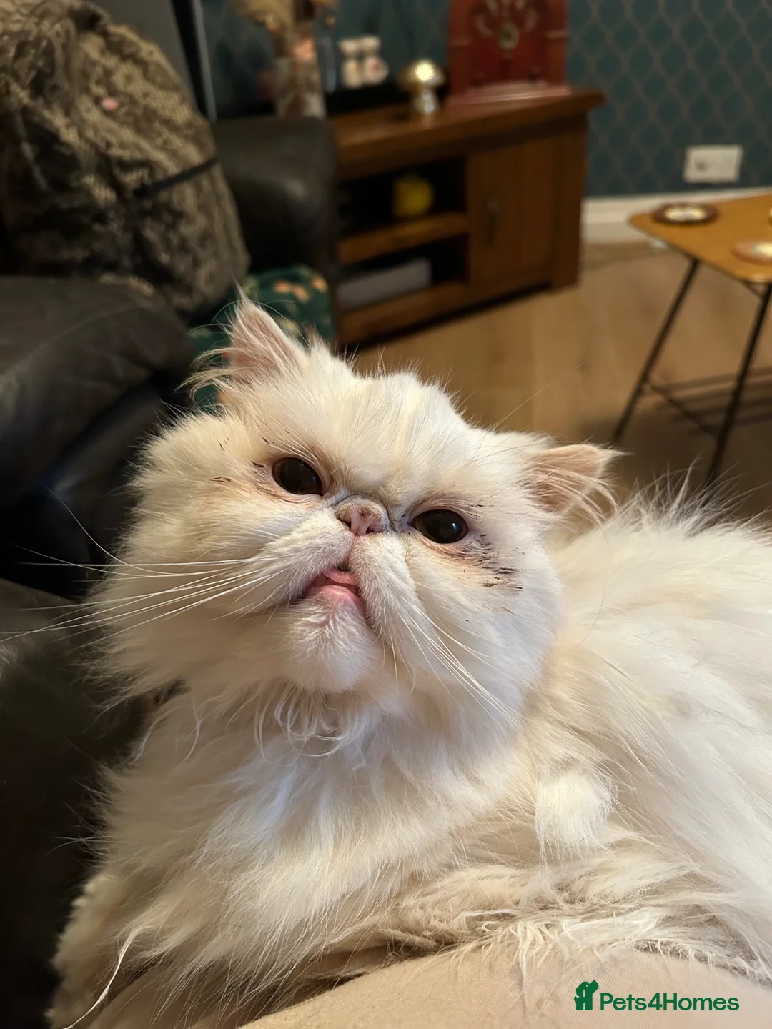 Persian cats for sale: White persian cat  in Liverpool - Advert 2