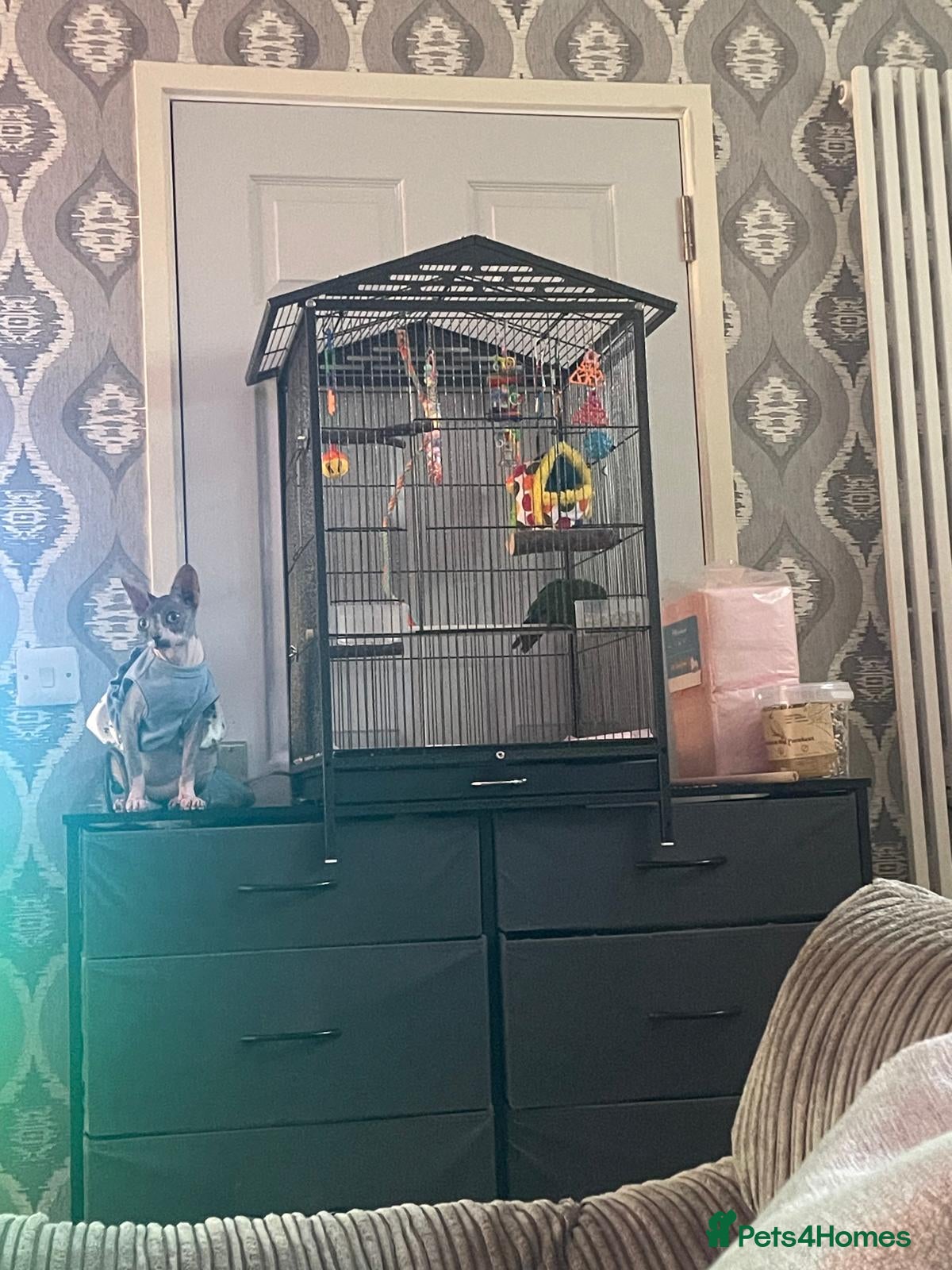 Parrots birds red crown conure girl  - Advert 20