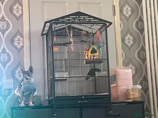 Parrots birds red crown conure girl - Advert 20