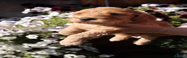 Oscar 